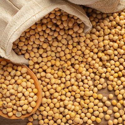 Soybean