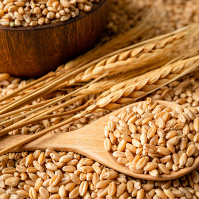 wheat